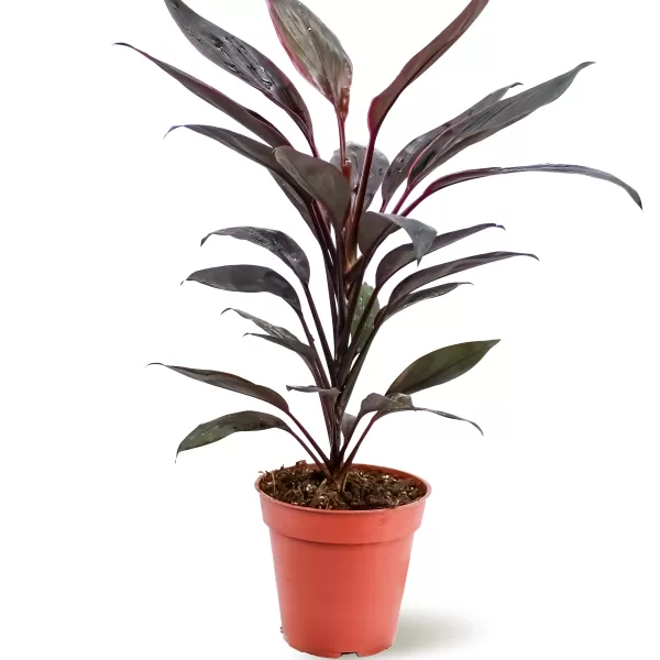 CORDYLINE TANGO POT 13CM HEIGHT 50CM