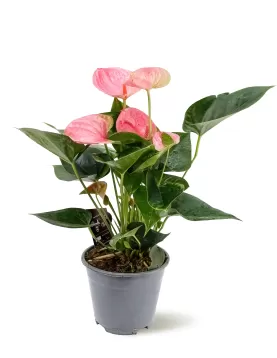 ANTHURIUM SWEET /TURENZA-PINK 14 CM - HEIGHT 45 CM