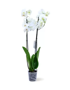 PHALAENOPSIS  WHITE POT 12CM HEIGHT 80CM