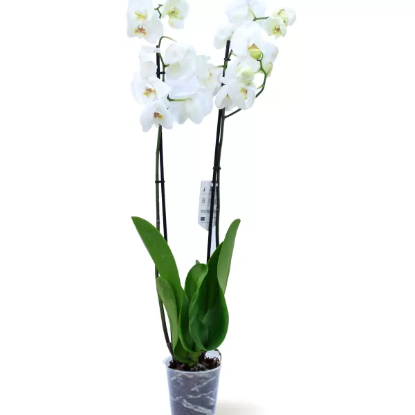 PHALAENOPSIS  WHITE POT 12CM HEIGHT 80CM