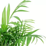CHAMADOREA ELEGANS POT 12CM HEIGHT 45CM