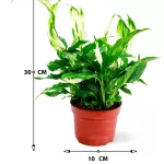 SPATHIPHYLLUM CHOPIN POT 10CM HEIGHT 30CM