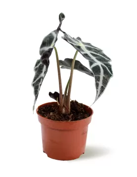 ALOCASIA POLY-12CM HEIGHT 30CM
