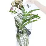 VANDA HYBRIDEN - BROWN HEIGHT 60CM