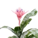 AECHMEA FASCIATA-15CM HEIGHT 50 CM
