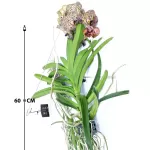 VANDA HYBRIDEN - BROWN HEIGHT 60CM