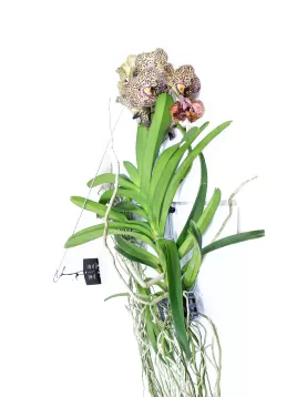 VANDA HYBRIDEN - BROWN HEIGHT 60CM