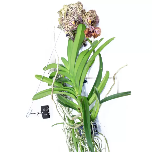 VANDA HYBRIDEN - BROWN HEIGHT 60CM