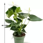 ANTHURIUM SWEET /TURENZA-WHITE  14 CM - HEIGHT 45 CM