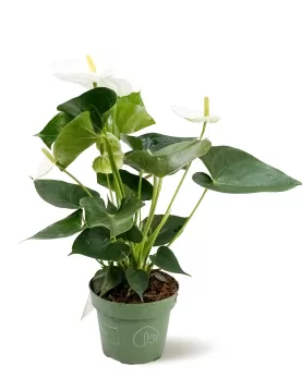 ANTHURIUM SWEET /TURENZA-WHITE  14 CM - HEIGHT 45 CM