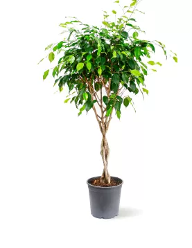 FICUS BENJAMINA POT  27CM HEIGHT 140CM