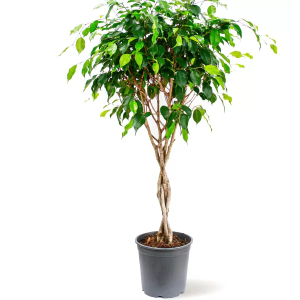 FICUS BENJAMINA POT  27CM HEIGHT 140CM