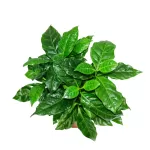 COFFEA ARABICA  POT 12CM HEIGHT 25CM