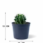 CACTUS POT 10CM HEIGHT 15CM