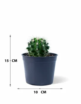 CACTUS POT 10CM HEIGHT 15CM