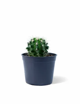 CACTUS POT 10CM HEIGHT 15CM