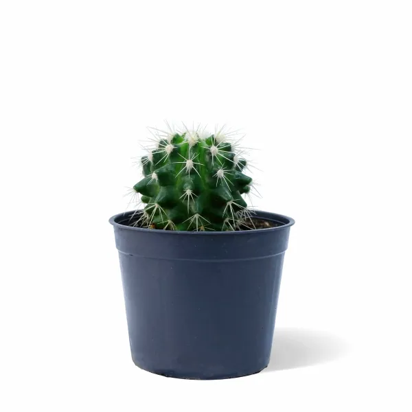 CACTUS POT 10CM HEIGHT 15CM