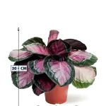 CALATHEA  POT 14CM HEIGHT 30CM