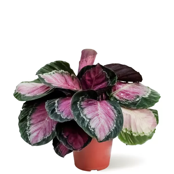 CALATHEA  POT 14CM HEIGHT 30CM