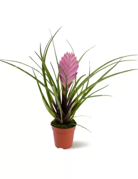 TILLANDSIA CYANEA- POT 5 CM HEIGHT 20 CM