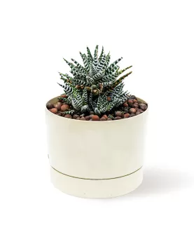 HAWORTHIA -YELLOW POT 16 CM  HEIGHT 22 CM