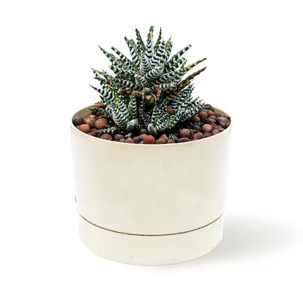 HAWORTHIA -YELLOW POT 16 CM  HEIGHT 22 CM