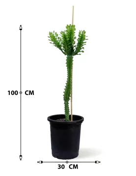 EUPHORBIA TRIGONA  POT 30CM HEIGHT 100CM