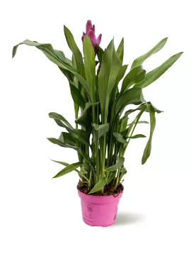 CURCUMA ALSIAM 12CM HEIGHT 45 CM