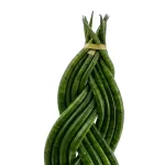 SANSEVIERA CYLINDRICA -14CM HEIGHT 50 CM