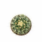 ECHINO CACTUS POT 14CM HEIGHT 20CM