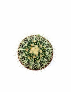 ECHINO CACTUS POT 14CM HEIGHT 20CM