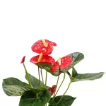 ANTHURIUM SWEET /TURENZA-RED  14 CM - HEIGHT 50 CM