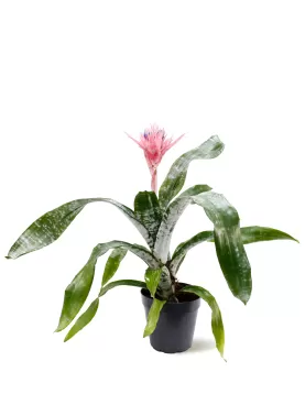AECHMEA FASCIATA-15CM HEIGHT 50 CM