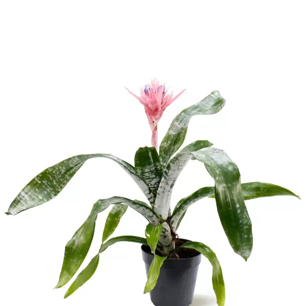 AECHMEA FASCIATA-15CM HEIGHT 50 CM