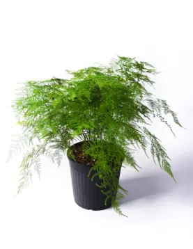 ASPARAGUS PLUMOSA 19Cm  - HEIGHT 50CM