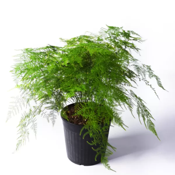 ASPARAGUS PLUMOSA 19Cm  - HEIGHT 50CM