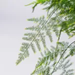 ASPARAGUS PLUMOSA 19Cm  - HEIGHT 50CM