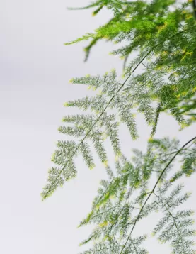 ASPARAGUS PLUMOSA 19Cm  - HEIGHT 50CM