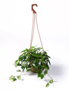 HOWEA HANGHINGH 16Cm