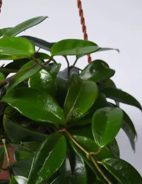 HOWEA HANGHINGH 16Cm
