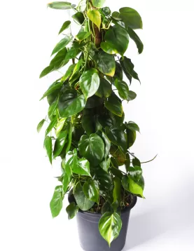 PHILO. SCANDENS STICK  30CM - HEIGHT 80Cm