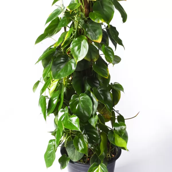 PHILO. SCANDENS STICK  30CM - HEIGHT 80Cm