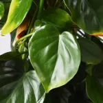 PHILO. SCANDENS STICK  30CM - HEIGHT 80Cm