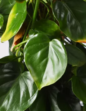 PHILO. SCANDENS STICK  30CM - HEIGHT 80Cm