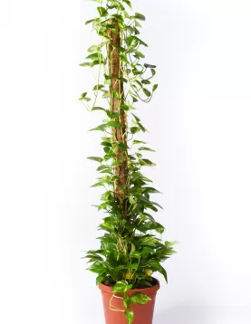 SCINDAPSUS STICK30 CM - HEIGHT 100Cm
