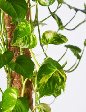 SCINDAPSUS STICK30 CM - HEIGHT 100Cm