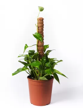 SCINDAPSUS STICK 19CM - HEIGHT 60Cm