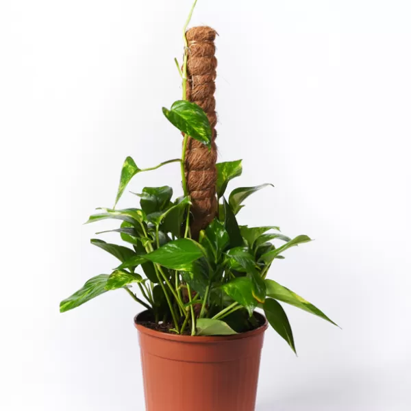 SCINDAPSUS STICK 19CM - HEIGHT 60Cm