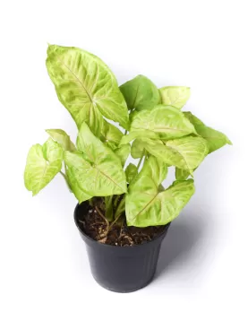 SYNGONIUM GREEN 14Cm - HEIGHT 40CM