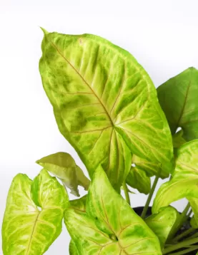 SYNGONIUM GREEN 14Cm - HEIGHT 40CM